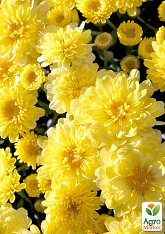 Хризантема мультифлора шарообразная "Staviski Yellow" 2