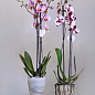 Жидкое удобрение для орхидей COMPO 0,5л (4089)
