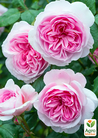 Эксклюзив! Роза английская белая с розовой серединой "Сладкая палитра" (Sweet palette) (саженец класса АА+, премиальный морозостойкий сорт)