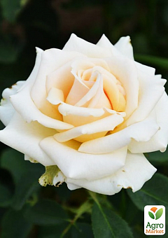 Ексклюзив! Троянда чайно-гібридна святкова біло-кремова "Чарівна" (Magic) (сорт на корисне варення)1