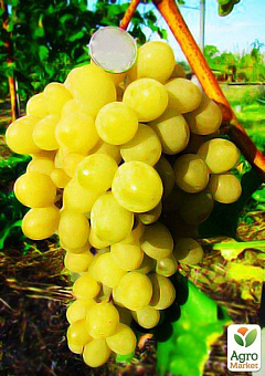 Виноград "Солярис"1