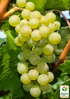 Виноград вегетирующий "Алтай" 2
