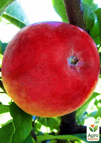 Яблуня "Делічія" (осінній сорт, середній термін дозрівання)