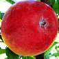 Яблуня "Делічія" (осінній сорт, середній термін дозрівання)