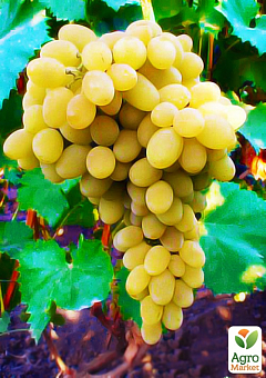 Виноград "Мускат Оттонель №1" (винный сорт, ранний срок созревания, имеет богатейший мускатный вкус)2