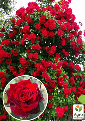 Троянда плетиста "Норіта" (саджанець класу АА +) вищий сорт