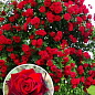 Троянда плетиста "Норіта" (саджанець класу АА +) вищий сорт