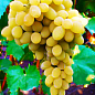 Виноград "Мускат Оттонель №1" (винный сорт, ранний срок созревания, имеет богатейший мускатный вкус)