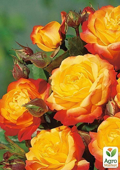 Роза полиантовая "Румба" (саженец класса АА+) высший сорт1