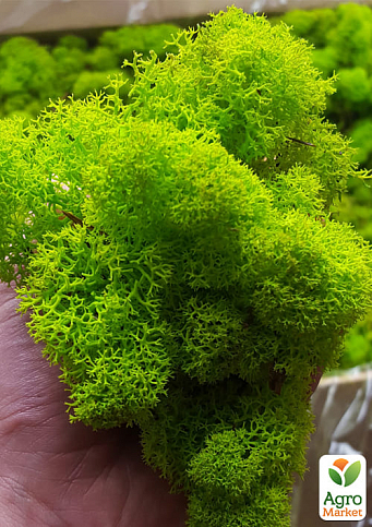 Стабилизированный мох Ягель "Лайм" 500 г - фото 2