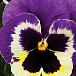 Виола (Viola Wittrokiana) "Colossus Tricolor"