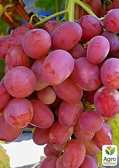 Виноград "Анюта" (средне-поздний срок созревания, ягоды  не повреждаются осами)12