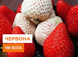 У чому відмінність білої полуниці від червоної - корисні статті про садівництво від Agro-Market