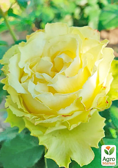 Роза чайно-гибридная "Лимонад" (саженец класса АА+) высший сорт2