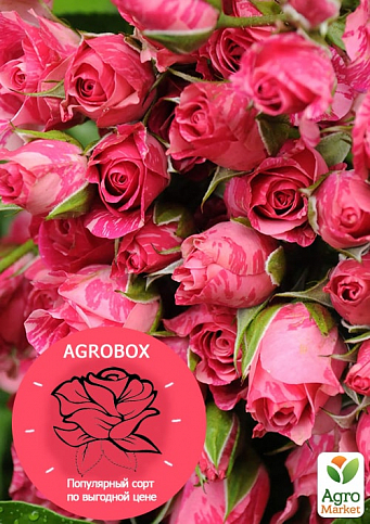 Ексклюзив! AGROBOX з саджанцем рясно квітучої троянди