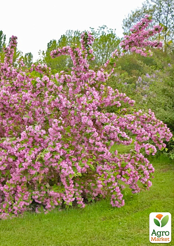 Дейция пурпурная "Kalmiiflora"  - фото 2