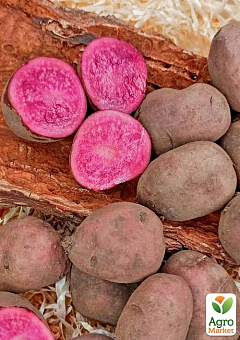 Картопля "Хортиця" насіннєва, пізня, з рожевою м'якоттю (1 репродукція) 0,5кг 1