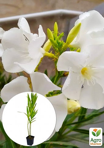 Олеандр белый "Sister Agnes" (вечнозеленый кустарник, очень ароматные цветы)