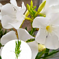 Олеандр белый "Sister Agnes" (вечнозеленый кустарник, очень ароматные цветы)