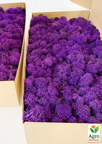 Стабилизированный мох Ягель "Фиолетовый" 500 г - фото 2