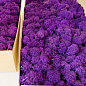 Стабилизированный мох Ягель "Фиолетовый" 500 г купить