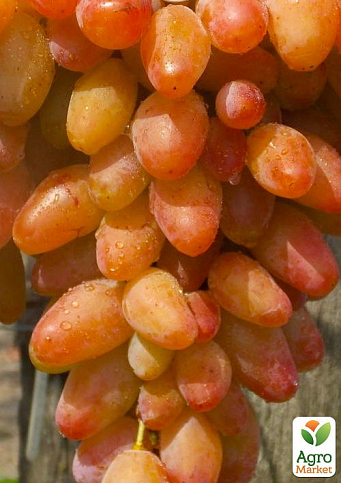 Виноград "Диксон" (средний срок созревания, крупная ягода, болезнеустойчивый)