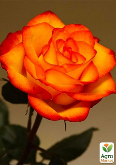 Роза чайно-гибридная "Солнышко" (саженец класса АА+) высший сорт1