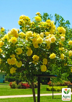 Ексклюзив! Троянда штамбова "Чуттєва квітка" (Sensual Blossom) (саджанець класу АА+) вищий сорт1