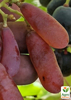 Виноград "Бананчик Розовый" (крупная, сладкая, сочная ягода экзотической формы)1