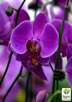 Орхидея (Phalaenopsis) "Purple"1