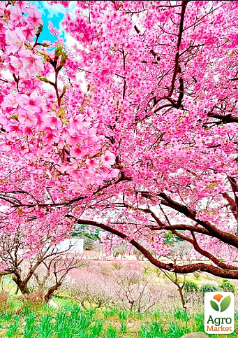 Ексклюзив! Сакура ніжно-рожевого кольору з пурпурно-глянсовим листям "Нота щастя" (Note of happiness) (преміальний, стійкий до хвороб сорт) - фото 2