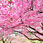 Ексклюзив! Сакура ніжно-рожевого кольору з пурпурно-глянсовим листям "Нота щастя" (Note of happiness) (преміальний, стійкий до хвороб сорт) купить
