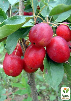 Яблуня "Верджінія" (райське яблучко)1