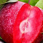 Яблоня красномясая "Сирена"(Sirene) (летний сорт, средний срок созревания)