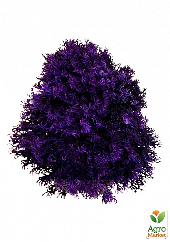 Стабилизированный мох Ягель "Фиолетовый" 500 г
