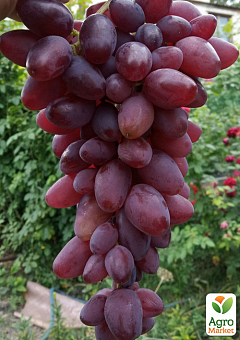 Виноград "Гусар" (ранний, крупный, сочная хрустящая ягода)2