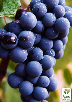 Виноград "Антей Магарача" (винный, ранне-средний срок созревания, имеет мускатный насыщенный вкус)6