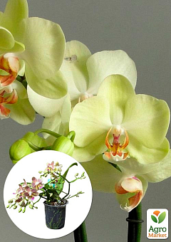 Орхидея Мини (Phalaenopsis) "Lemon"2