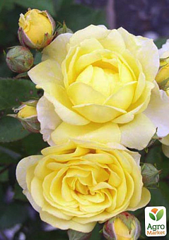 Роза миниатюрная "Комтесс дю барри" (саженец класса АА+) высший сорт1