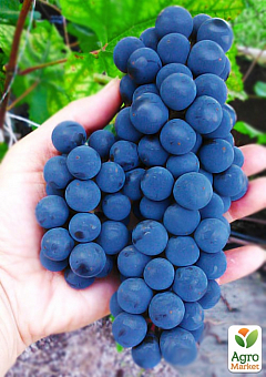 Виноград "Каберне" (винный сорт, поздний срок созревания, один из самых популярных темных сортов)1