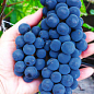 Виноград "Каберне" (винный сорт, поздний срок созревания, один из самых популярных темных сортов)