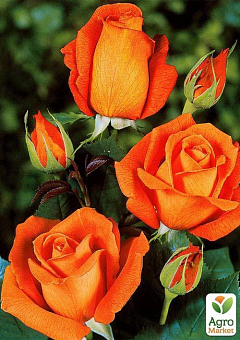 Троянда чайно-гібридна "Луї де Фюнес" діаметр квітки до 20см (дуже ароматна!) (Саджанець класу АА +) вищий сорт2