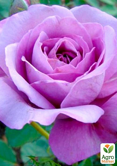 Роза чайно-гибридная "Blue Wonder" (саженец класса АА+) высший сорт1