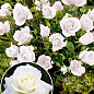 Роза штамбовая "White  Meidiland" (саженец класса АА+) высший сорт