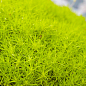 Мшанка (ирландский мох) "Lime Moss"