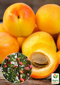 Эксклюзив! Гибрид персик-абрикос оранжевый с розово-красным румянцем "Королевский десерт" (Royal dessert) (премиальный сочный сорт)1