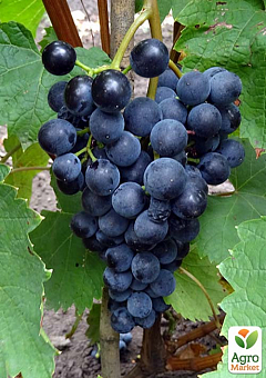 Виноград "Августа" (винный сорт)2