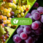 Минеральное удобрение BIOHYPER EXTRA "Для винограда" (Биохайпер Экстра) ТМ "AGRO-X" 100г купить