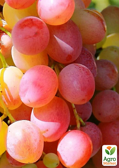 Виноград "Кардишах" (крупная красная ягода с мускатным ароматом)2