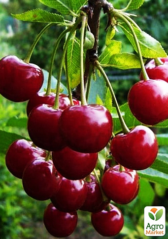 Вишня "Шпанка" NEW